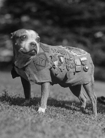 Sergeant-Stubby