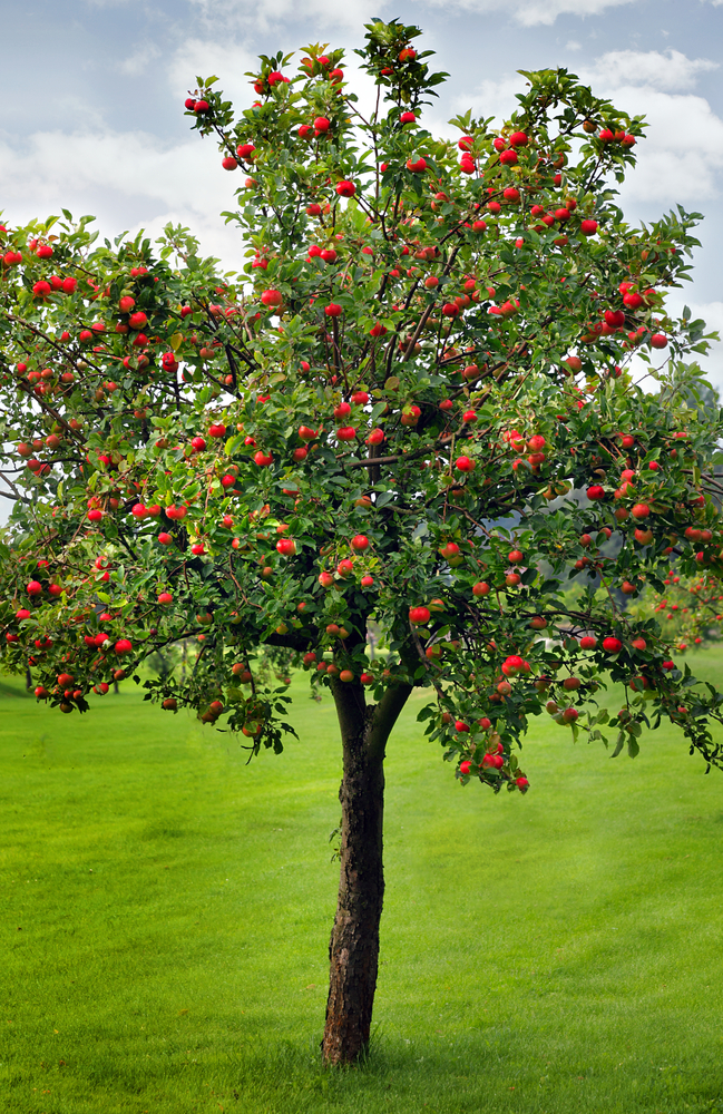 Apple Pictures Tree 