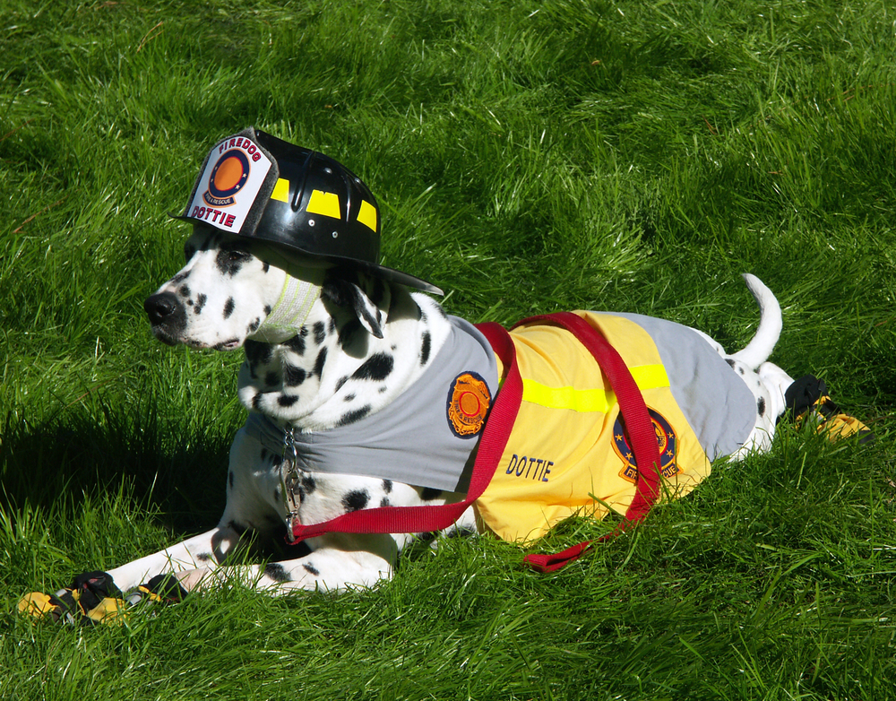 dalmation fire truck