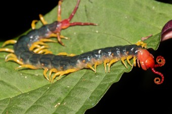 giant-centipede