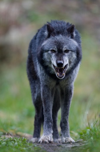 grey-wolf