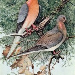 passenger-pigeon