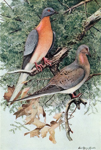 passenger-pigeon