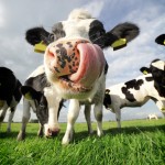 tongue-cow