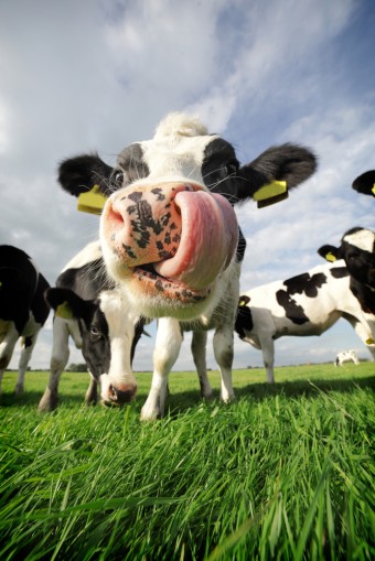 tongue-cow