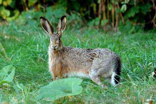 what are male and female rabbits called