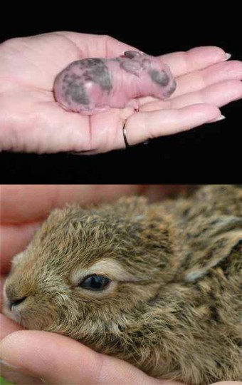 Newborn Rabbit (top) vs. Newborn Hare (bottom)