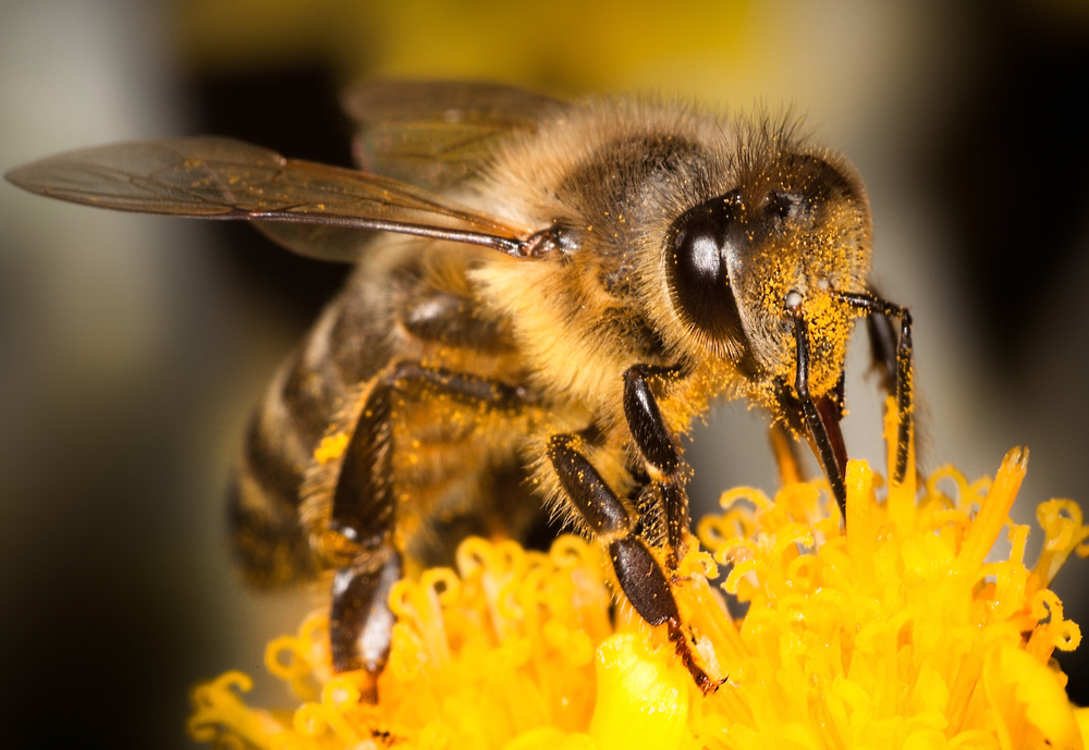 What do honey bees eat?