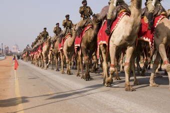 camels