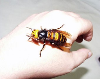 giant-hornet