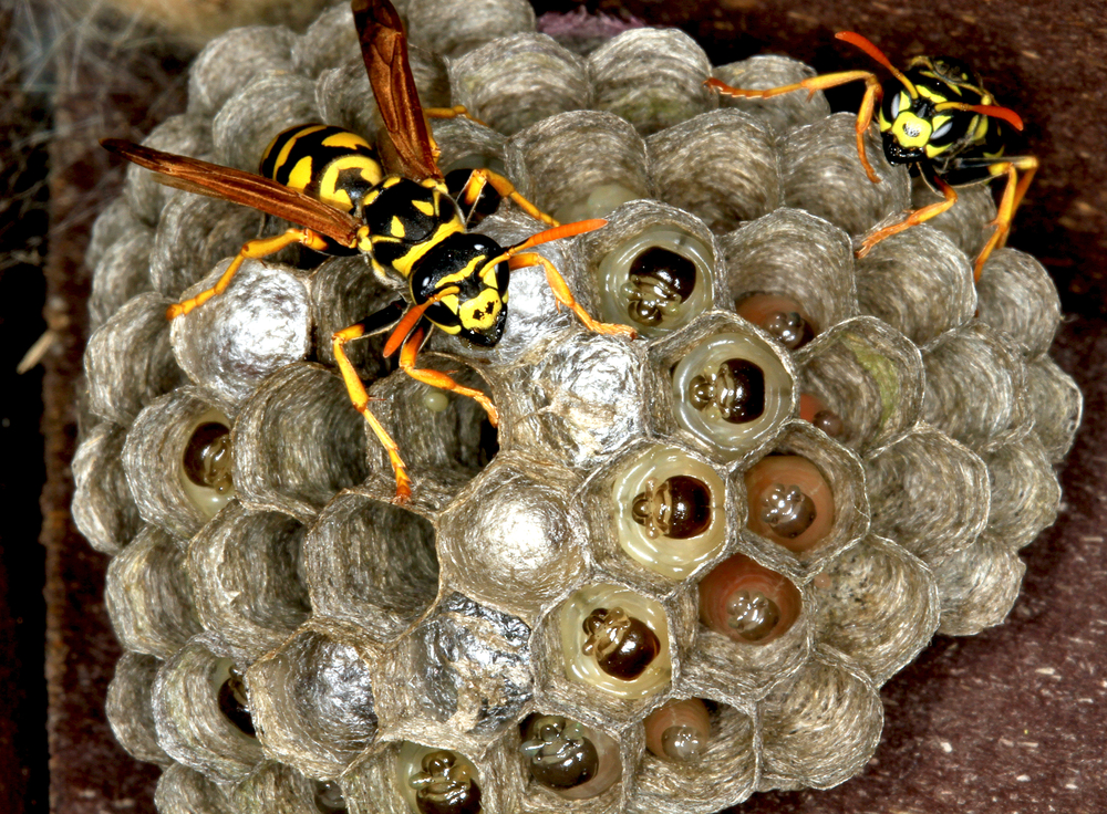 All About Bees Wasps And Hornets