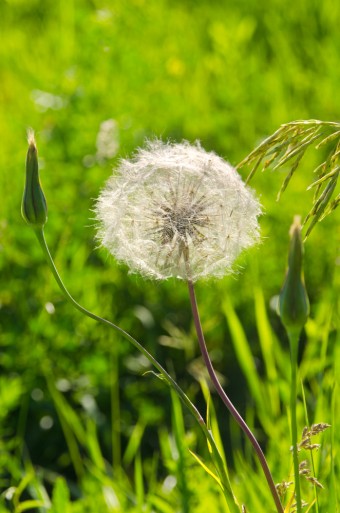 dandelion