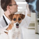 dog-x-ray