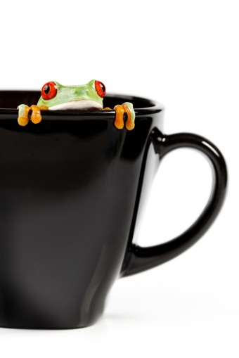 frog-cup