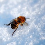 frozen-bee