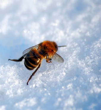 frozen-bee