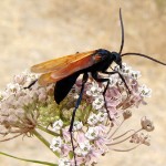 hawk-wasp