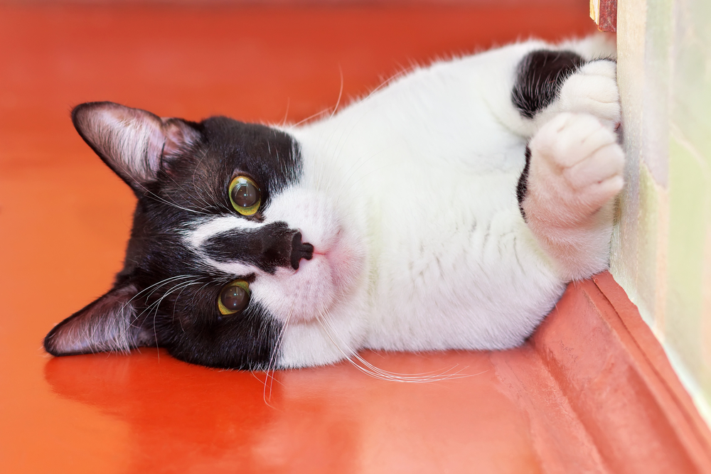 The Origins of Kitty-corner, Catawampus, and other Cat Words