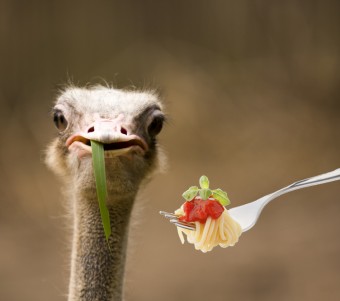 ostrich-eating-spaghetti