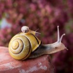 piggyback-snail-340x239