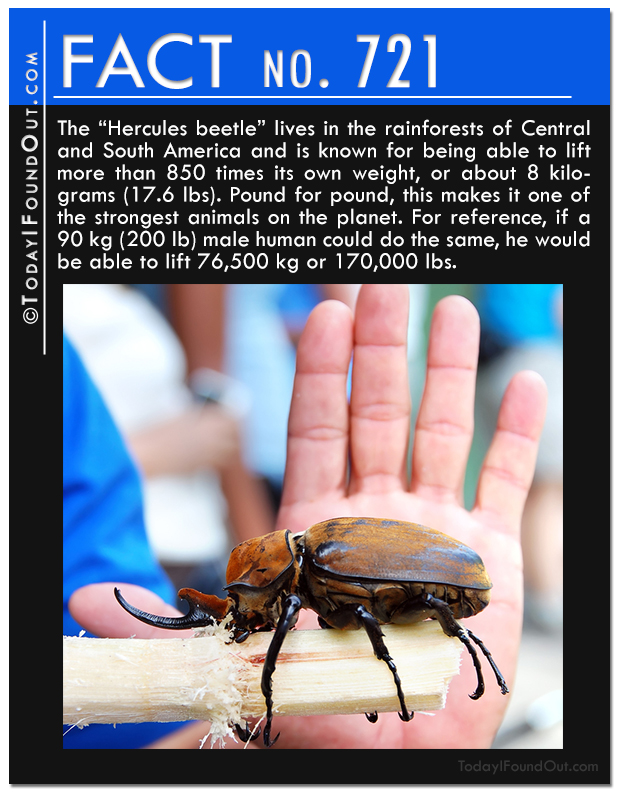 The Hercules Beetle