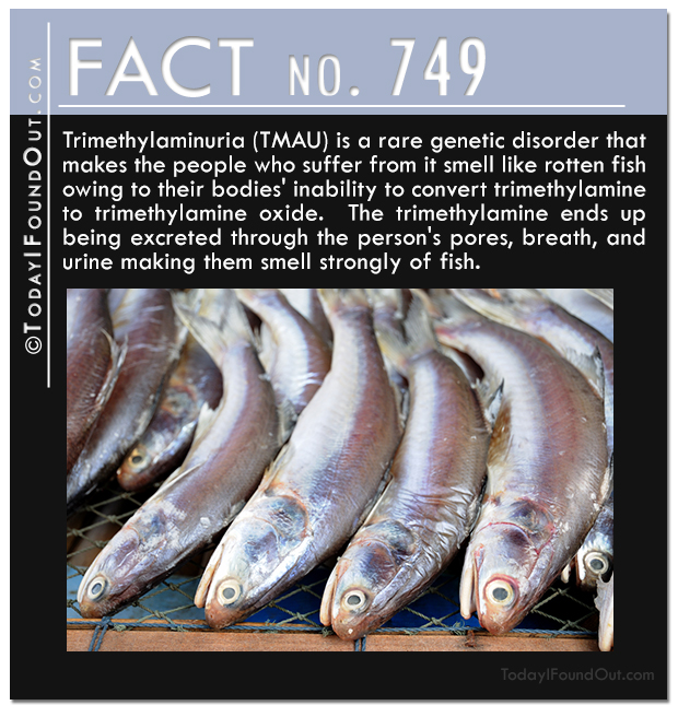 Trimethylaminuria