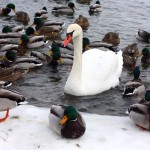 birds-in-winter