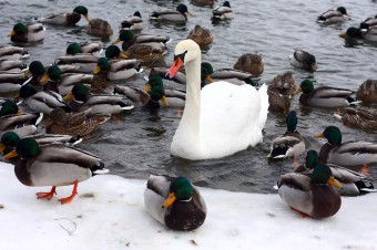 birds-in-winter