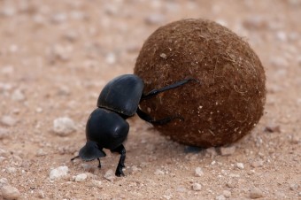 dung-beetle