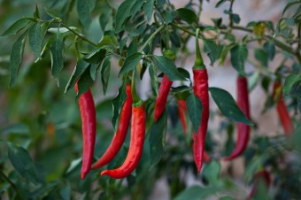 Cayenne_Pepper