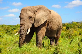 african-elephant-bull