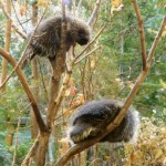 Porcupines-340x255