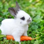 baby-bunny-340x261