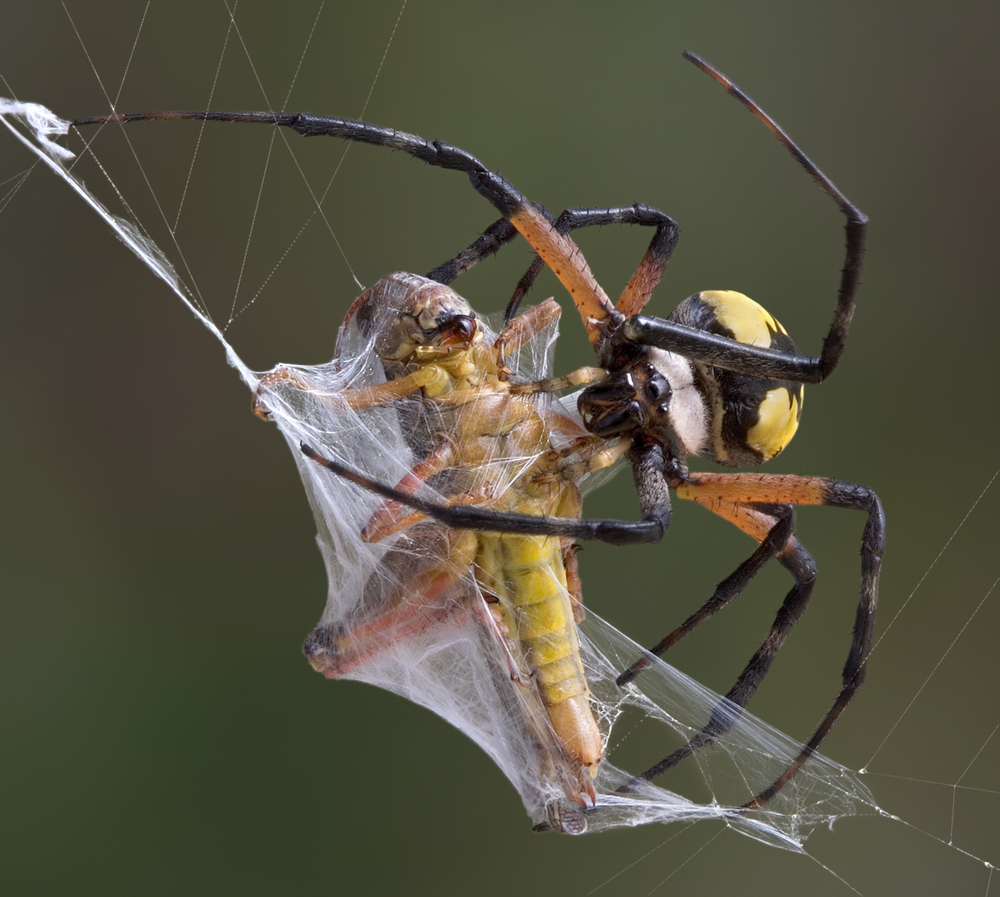 Spider webs don't rot easily and scientists may have figured out why