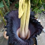 corpse-flower