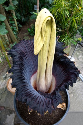 corpse-flower