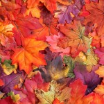 autumn-leaves