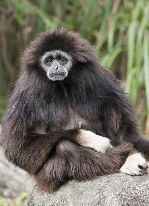 Are There Any Animals Other Than Humans That Commit Suicide? Are There Any Animals Other Than Humans That Commit Suicide?
