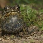 toad