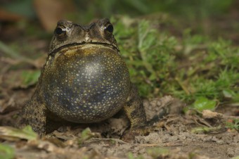 toad