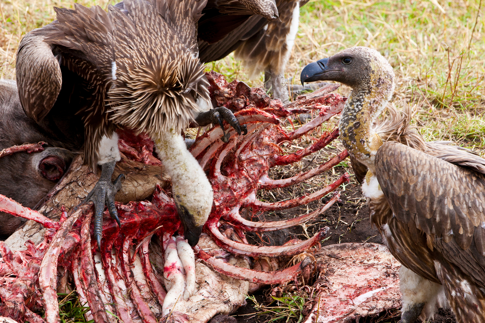 Why Don't Vultures Get Sick When Eating Dead Things?