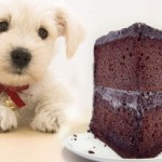 dog-eating-chocolate-e1297770445260