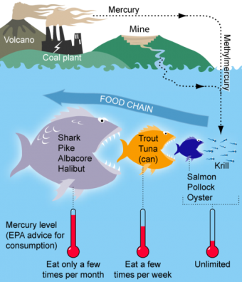 mercury-food-chain