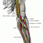 nerves-arm-340x648