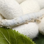 silk worm