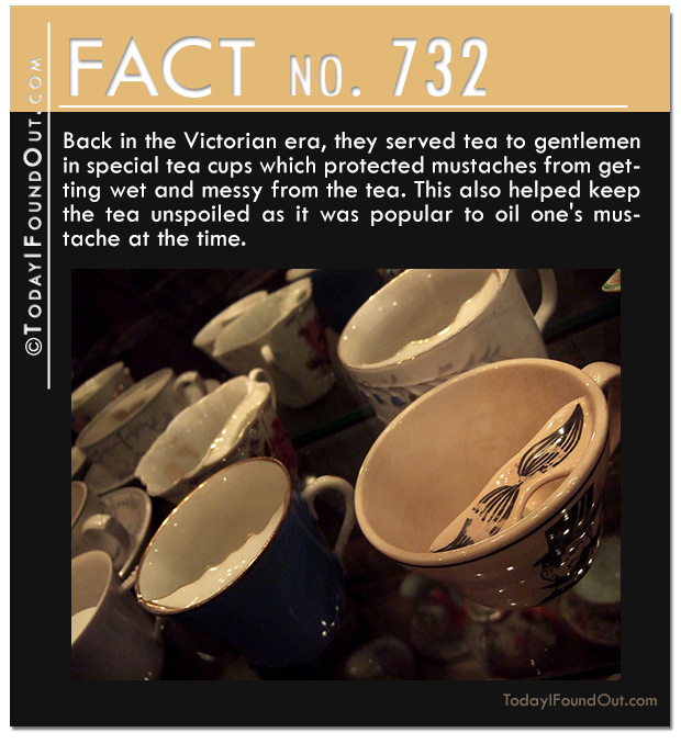 TIFO-Quick-Fact-732