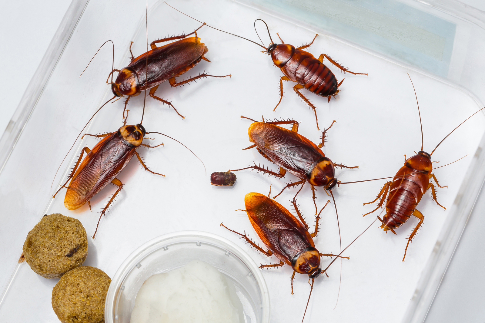 What Do Cockroaches Eat and Where Do They Live When There 