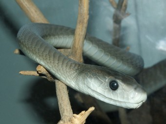 black-mamba