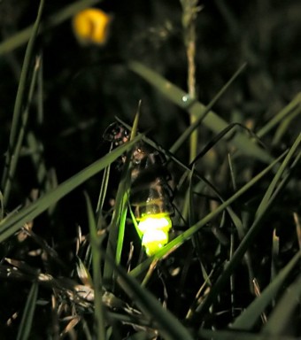 glow-worm