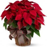 poinsettia1